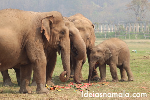 Elefantes no Elephant Nature Park