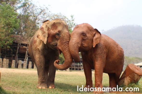 Elefantes no Elephant Nature Park