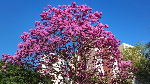 O ipê-rosa de Belo Horizonte - Viaggiando