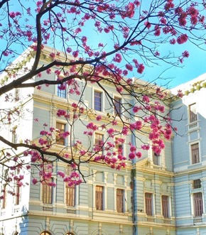 Ipê-rosa na Praça da Liberdade