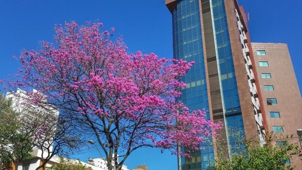 Ipê-rosa em BH