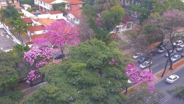 Ipês na Avenida do Contorno