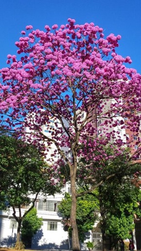 Ipê na Avenida Álvares Cabral