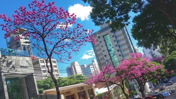 Ipês na rua Felipe dos Santos