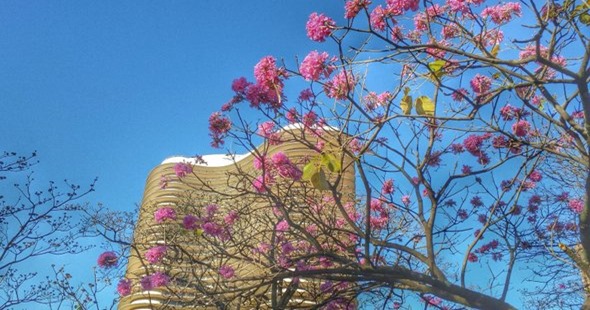 Ipê-rosa na Praça da Liberdade