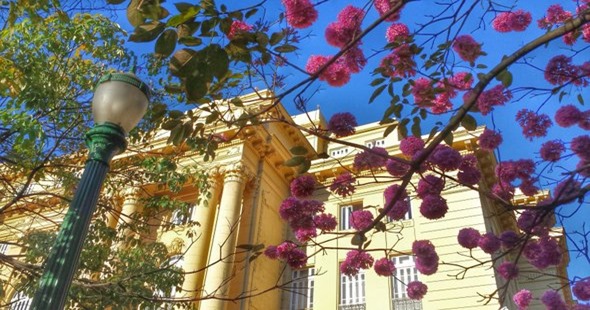 Ipê-rosa na Praça da Liberdade