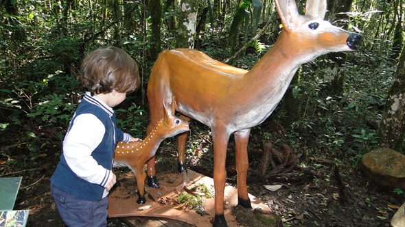 Bondinhos Aéreos - Trilha Ecológica