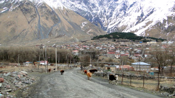 Vacas em Kazbegi